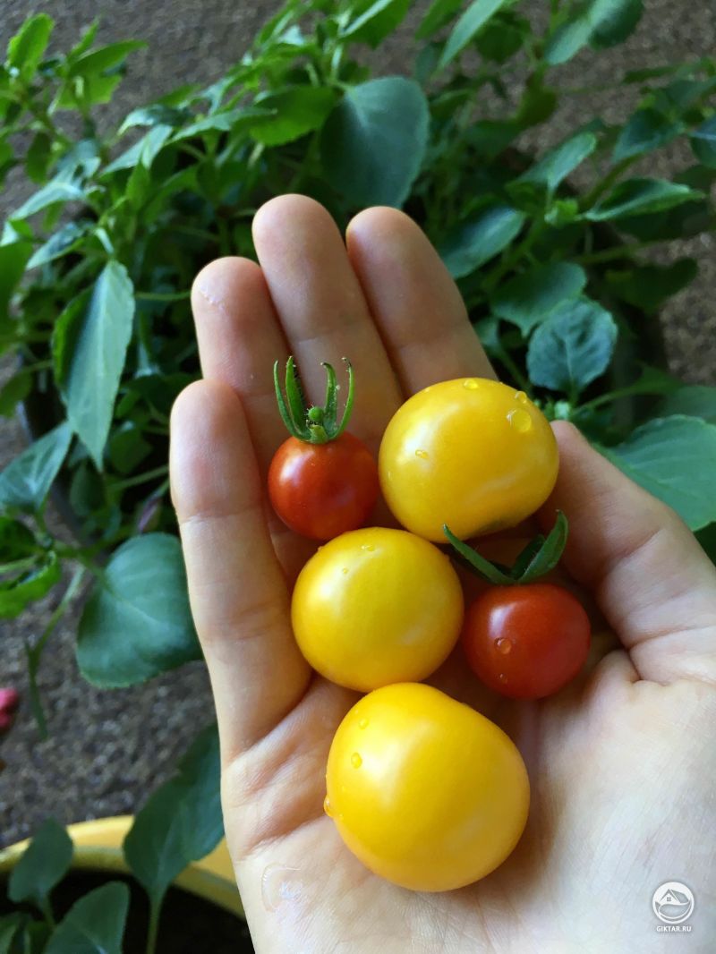 Первый опыт выращивания чего-либо. я в восторге!!