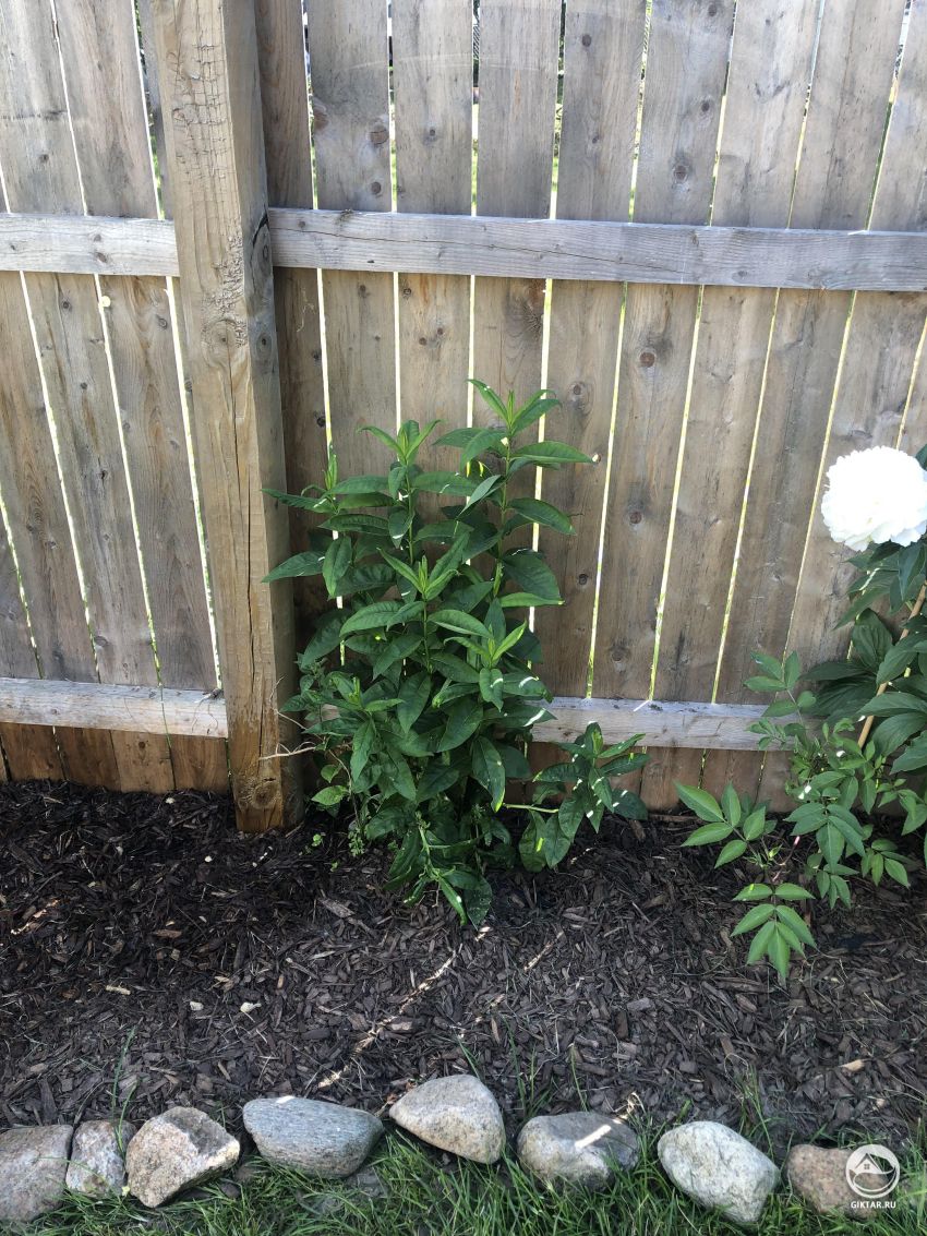 Как называется это растение?