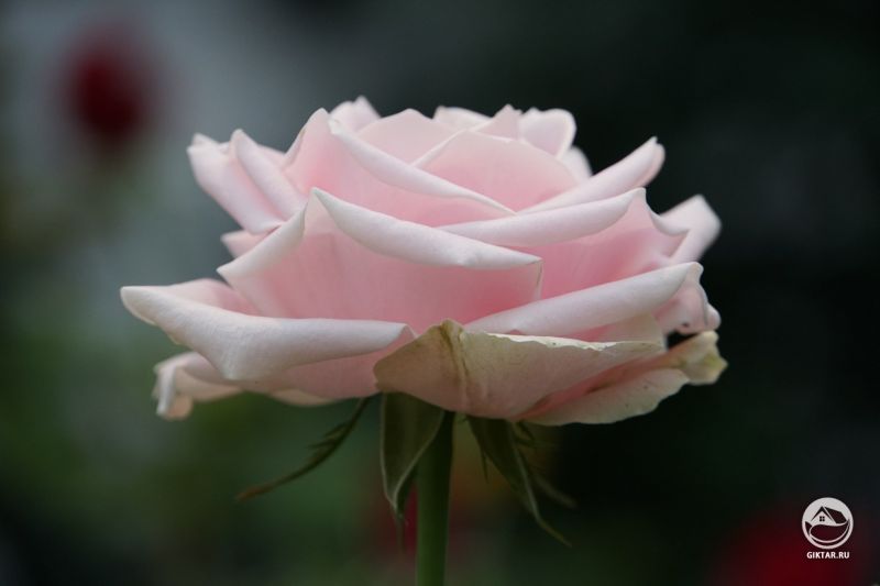 Моя молоденькая розовая розочка .