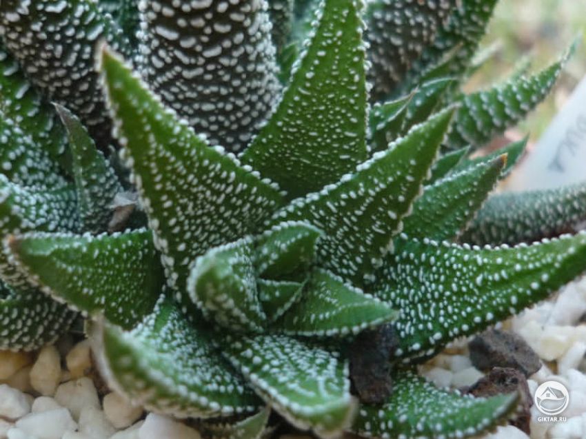 хавортия терковидная хавортия терковидная - маленький суккулент с плотной розеткой из треугольных листьев хаотично покрытых белыми пупырышками .