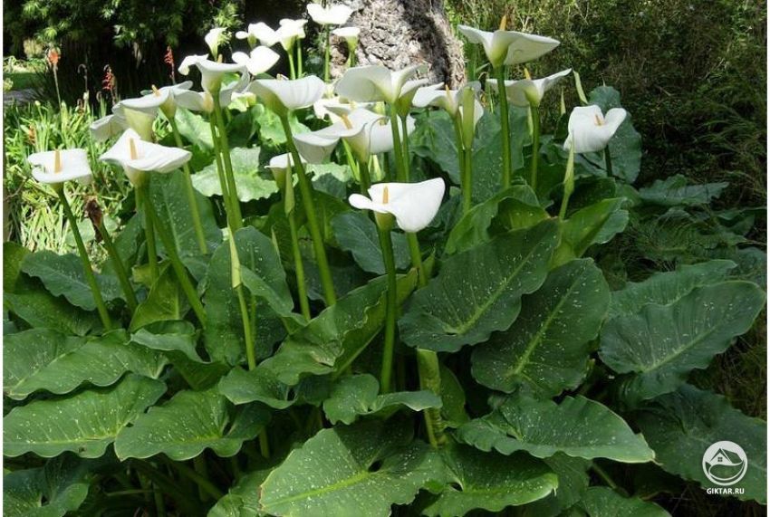 Зантедеския белопятнистая (Zantedeschia albomaculata) Зантедеския белопятнистая (Zantedeschia albomaculata)