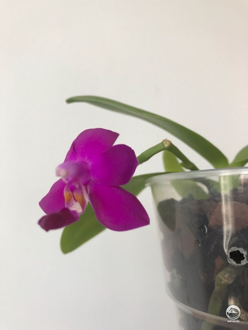 Доритенопсис Сияние сапфира