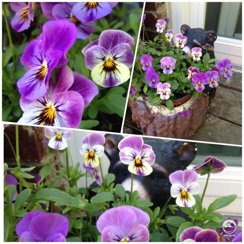 Мои любимые анютины глазки. Медведь всегда выглядит так, будто он остановился, чтобы понюхать цветы.