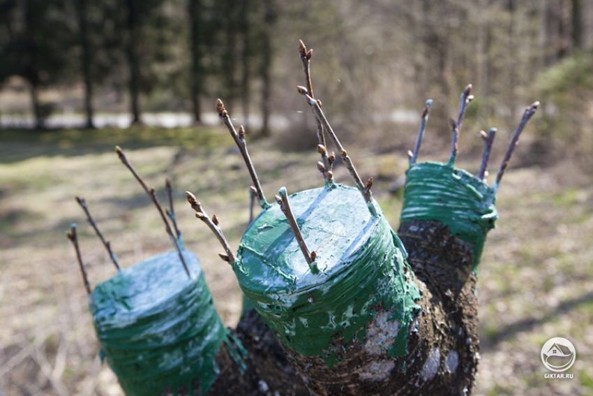 Прививка плодовых деревьев: общие правила Прививка плодовых деревьев: общие правила