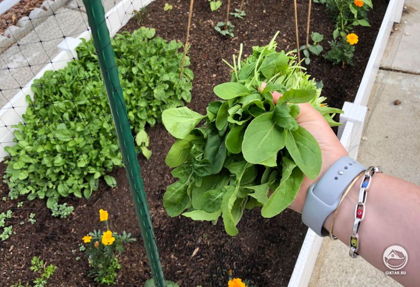 Мой урожай— руккола из семян