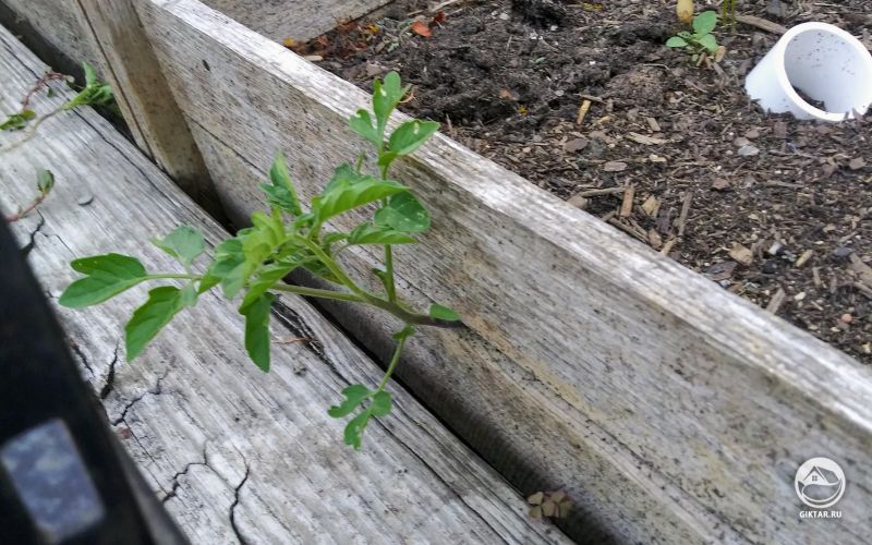 Томат везде себе дорогу найдет