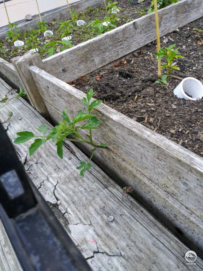 Томат везде себе дорогу найдет