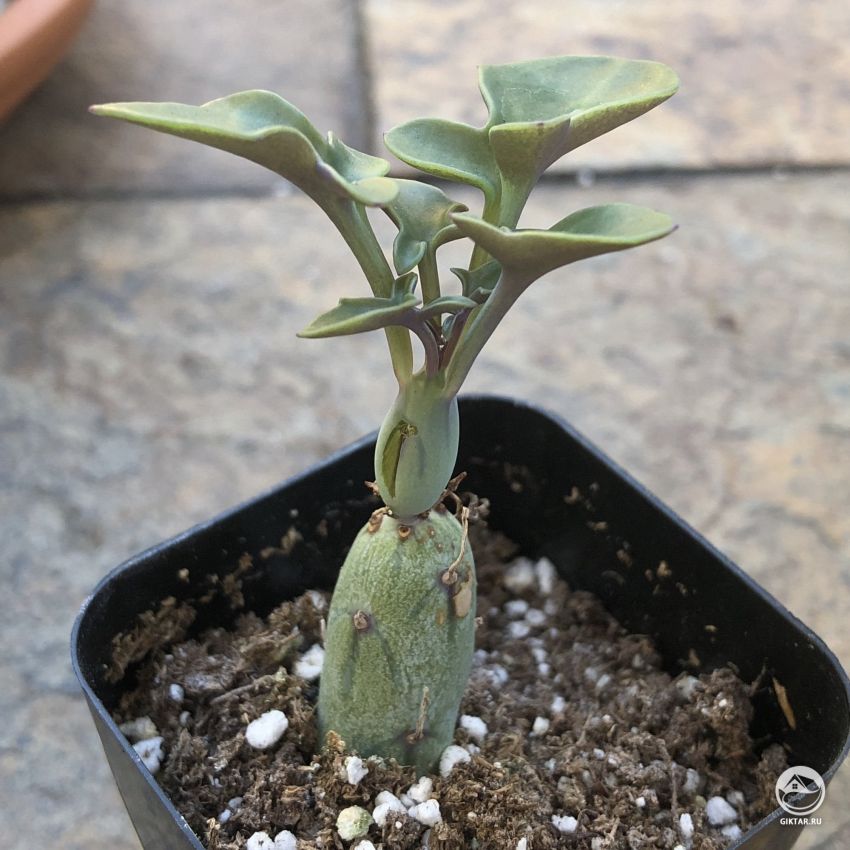 Помогите! Что это за растение?