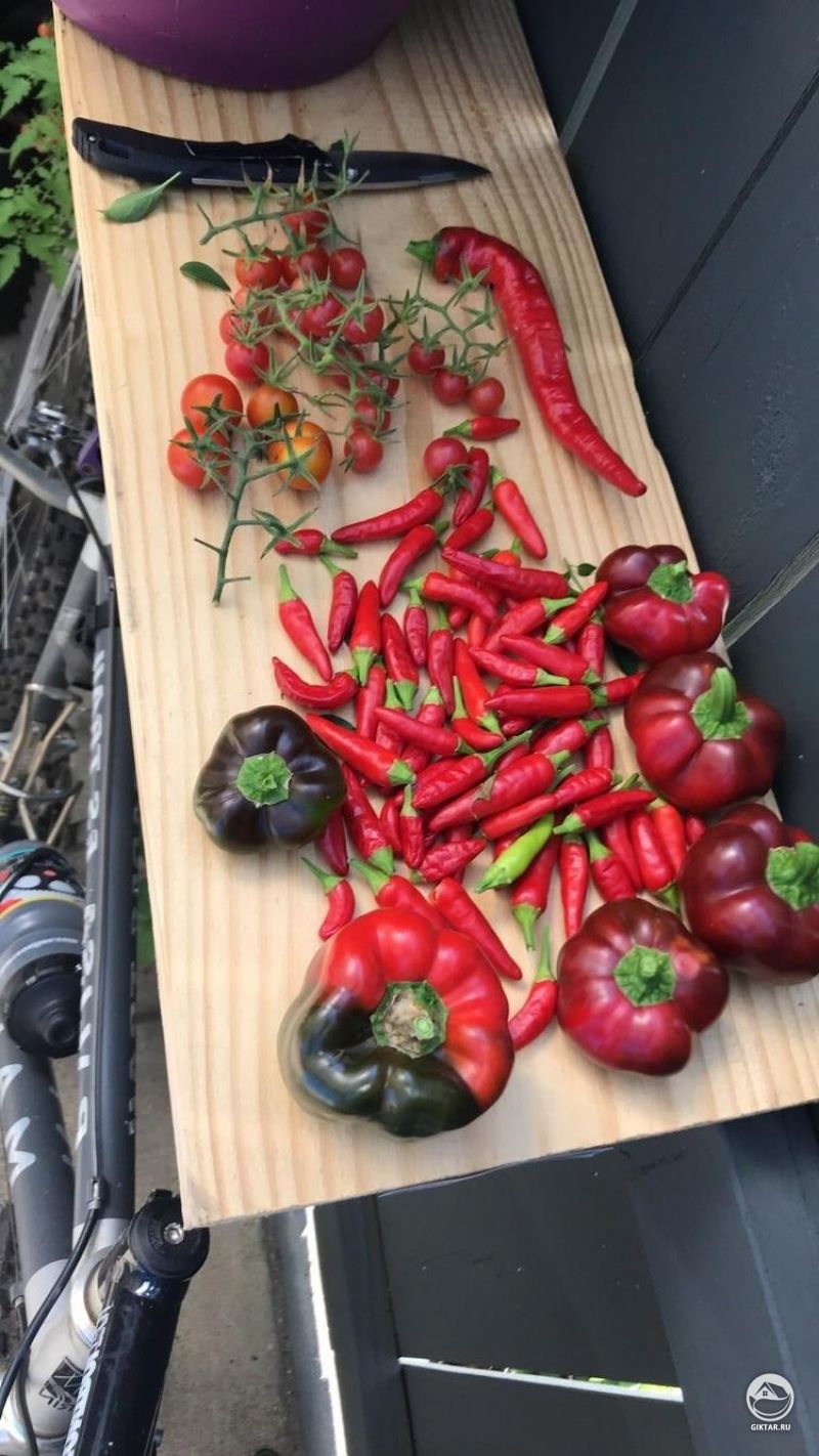 Сегодня урожай! Многоцветный перец перец стал неожиданностью.