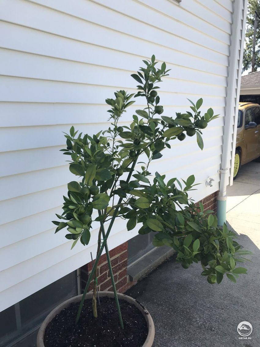 Каламондин - плоды не созрели несмотря на то, что провисели все лето?