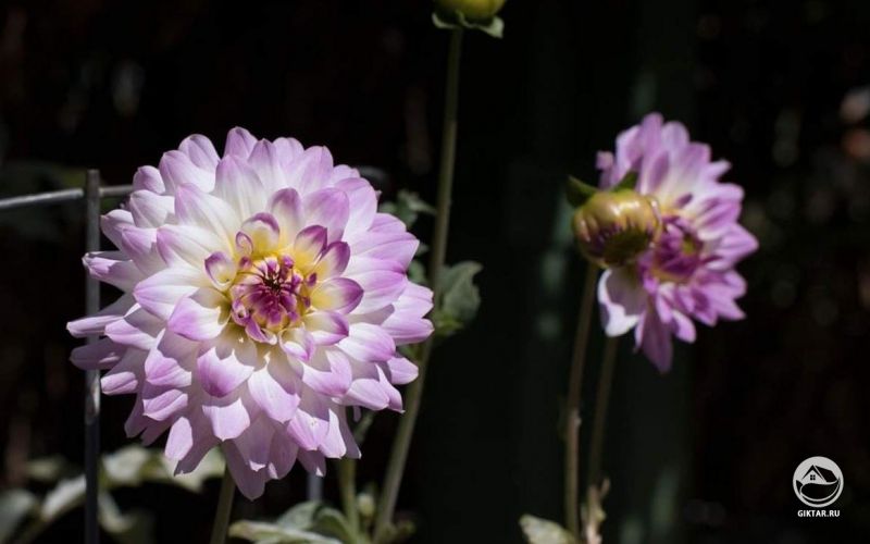 Георгины бело-сиреневые