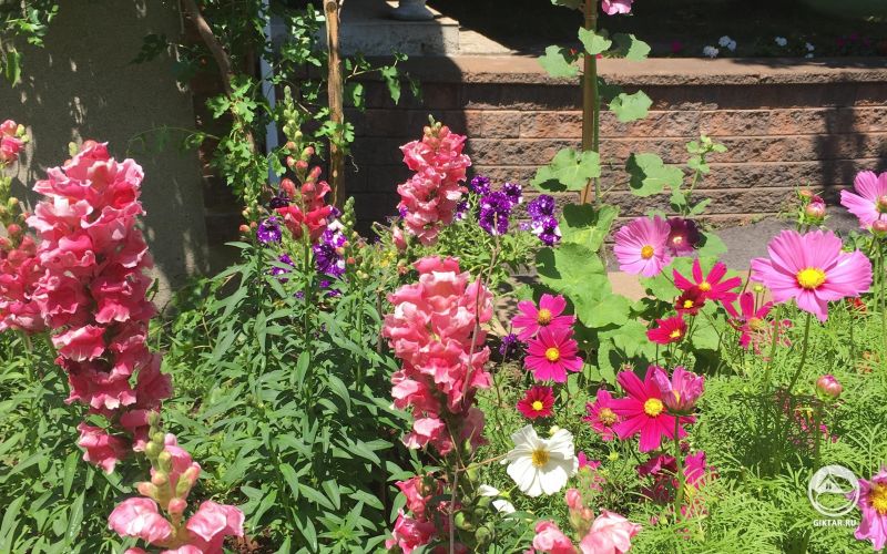 Мой розовый садик !