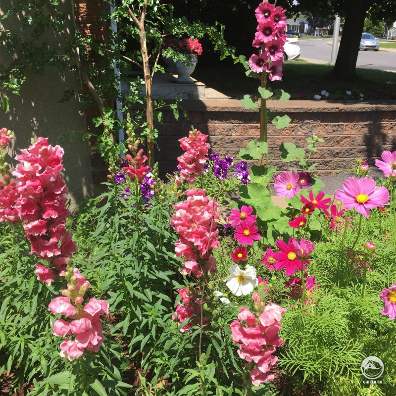 Мой розовый садик !