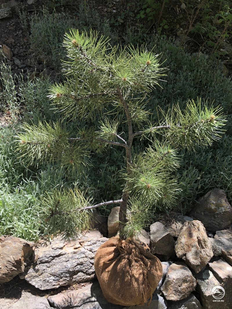 Сосна ямадори готова к переезду