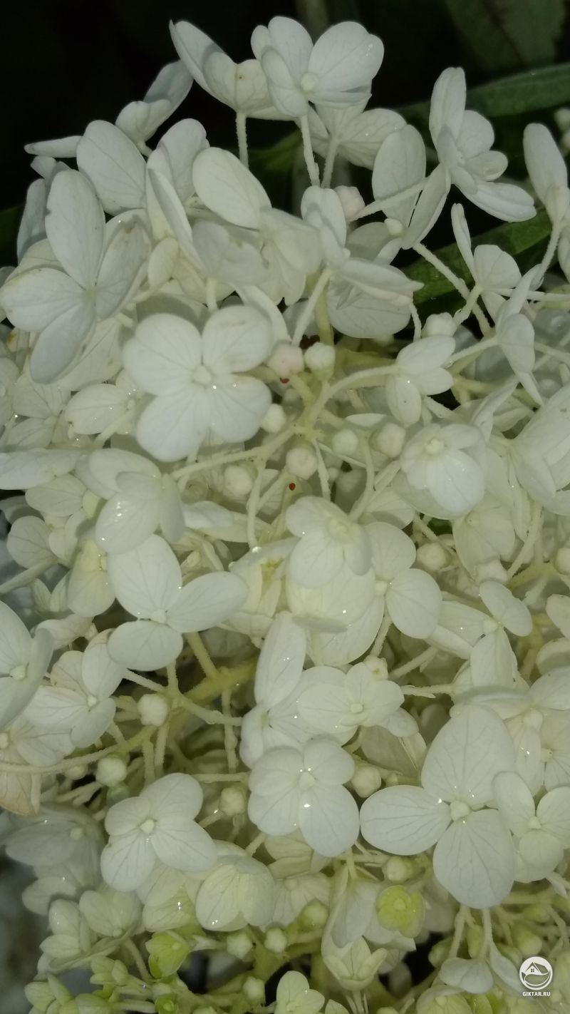 Цветущая гортензия