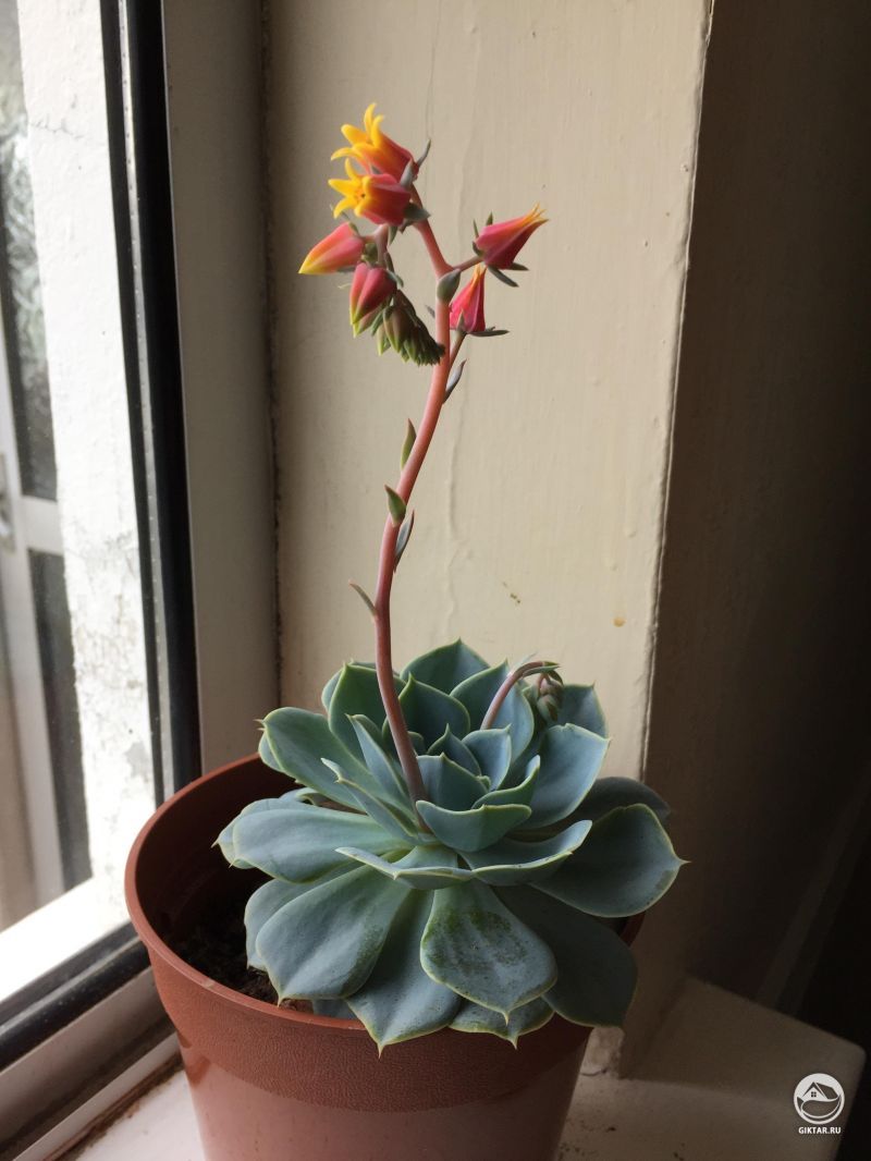 Цветущий суккулент - это круто!