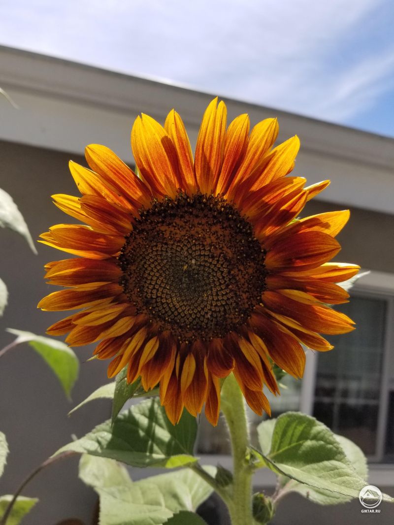 Мой первый подсолнух, от такой расоты просто захватывает дух!