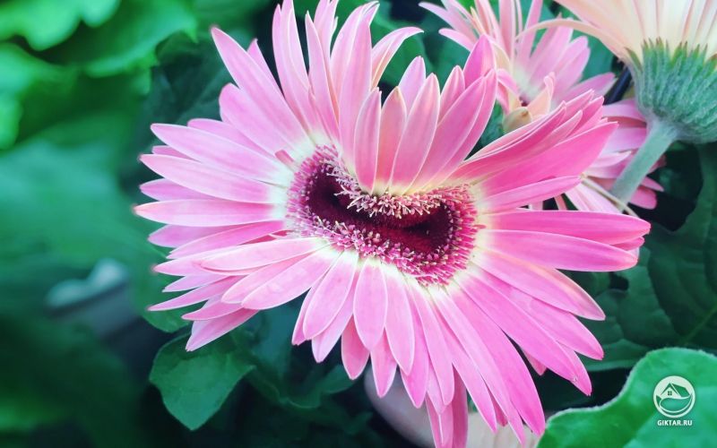 Гербера - мутант