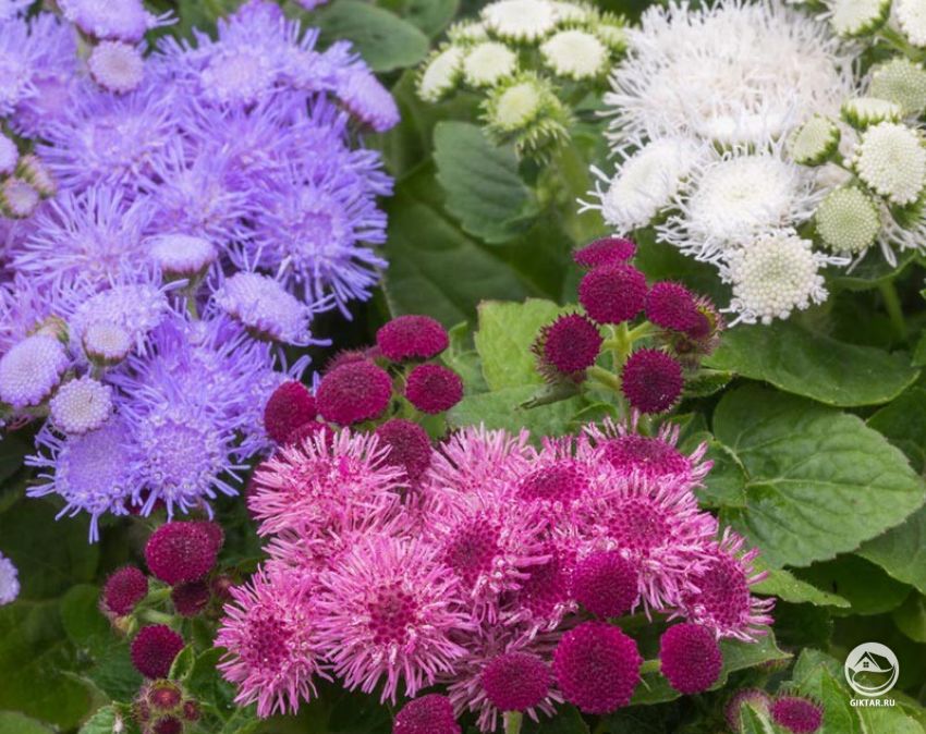 Агератум: белые, сиреневые и малиновые цветки Белые, сиреневые и кармировые цветки агератума.