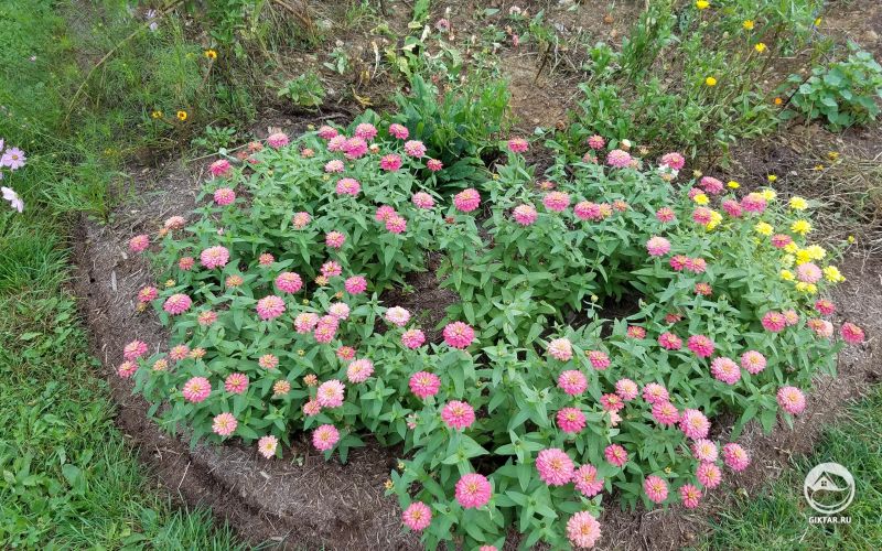 Мои циннии