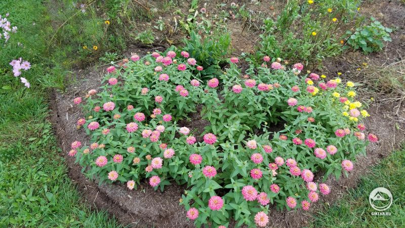 Мои циннии