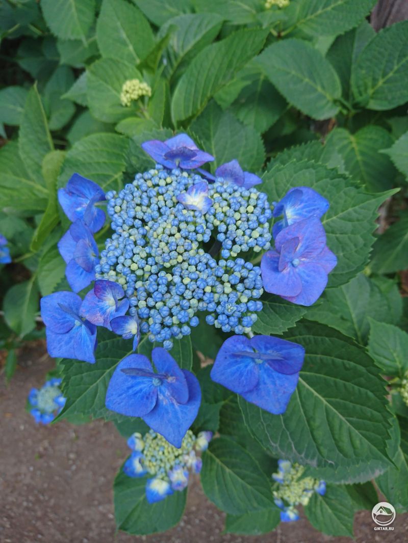 Моя гортензия - готовится зацвети и показать себя во всей красе