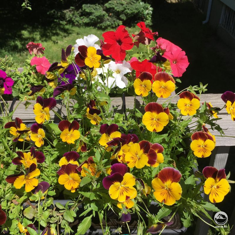 Люблю сидеть на улице и читать рядом с этими дамами☺️☀️