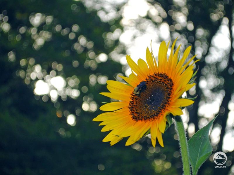 Пчелка наслаждается подсолнухом в моем саду. Бонус тем, кто заметил паучка.