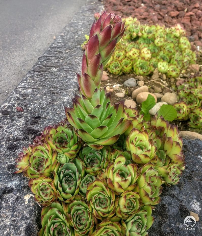 Молодило собирается цвести