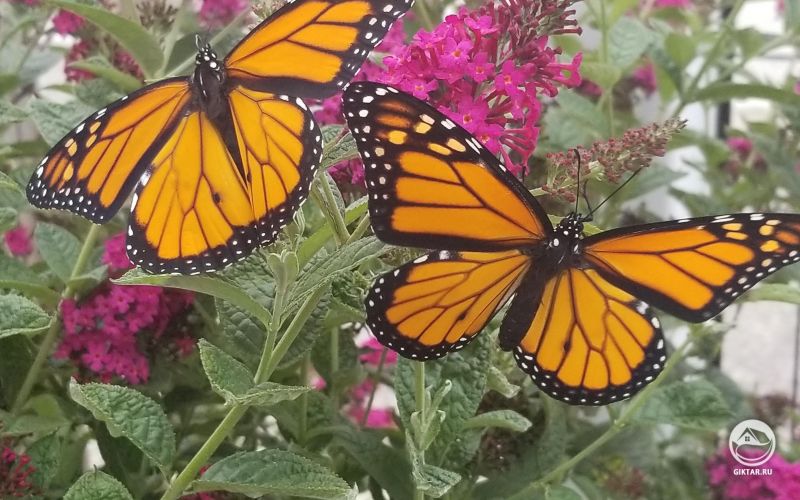 Буддлея и бабочки монархи