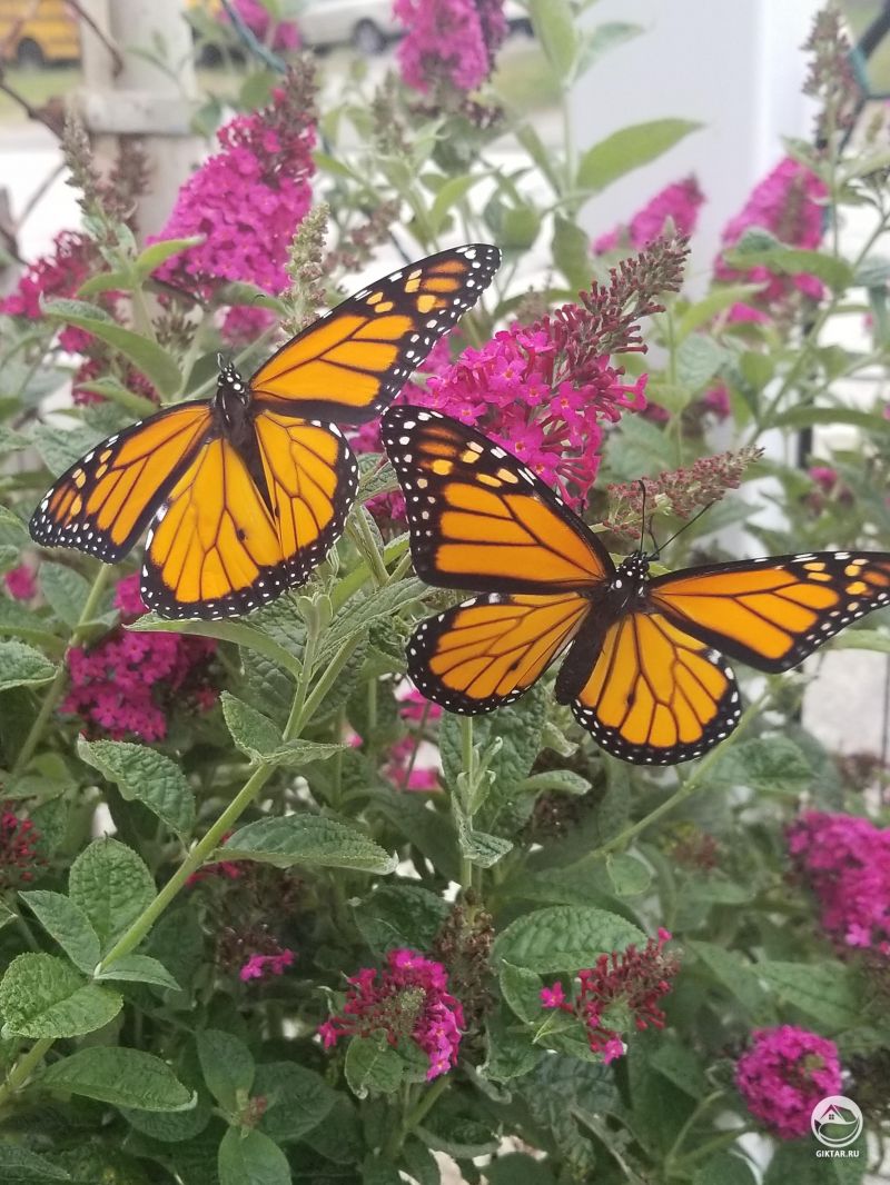 Буддлея и бабочки монархи