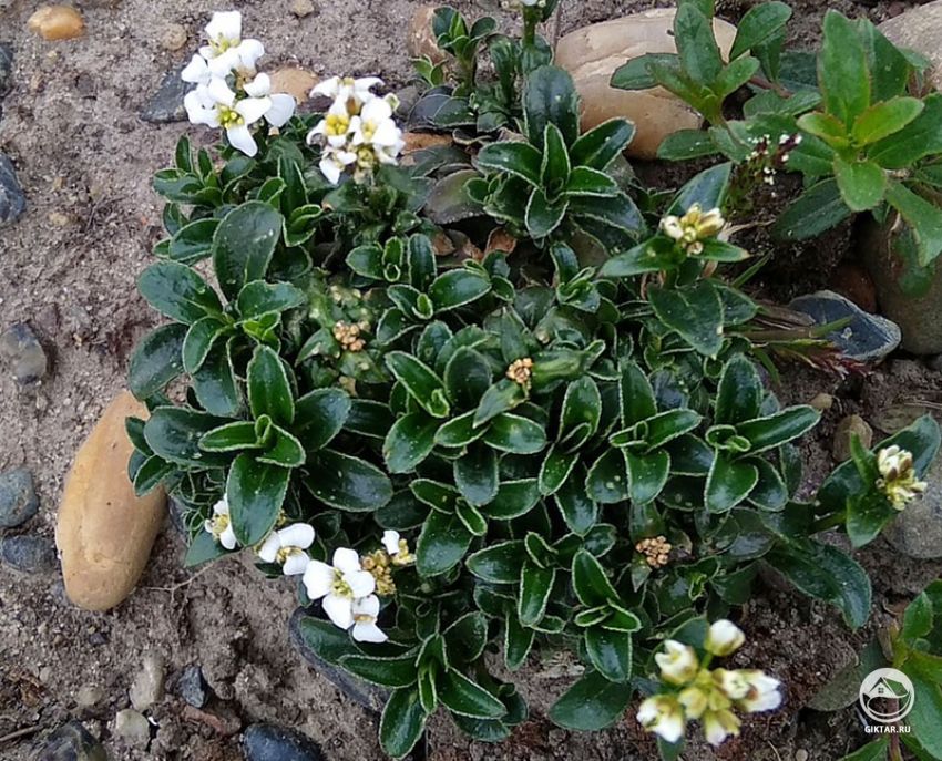 Арабис Зюндермана Арабис Зюндермана