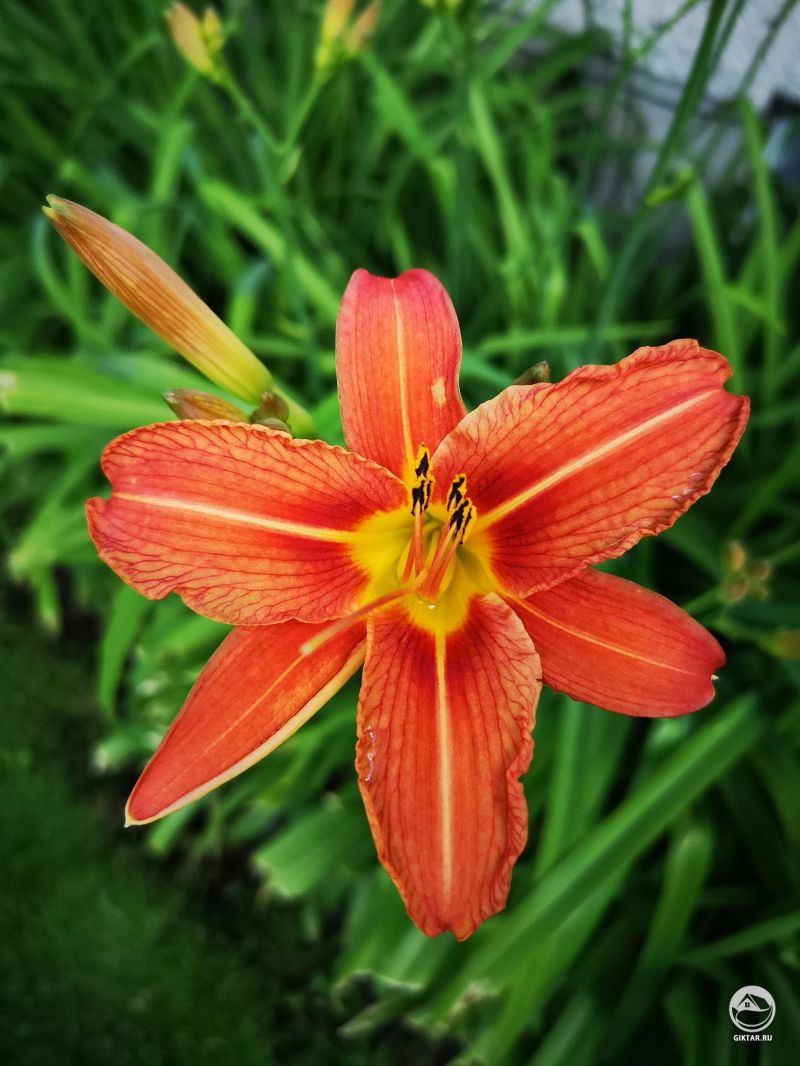 Оранжевый цветок лилейника