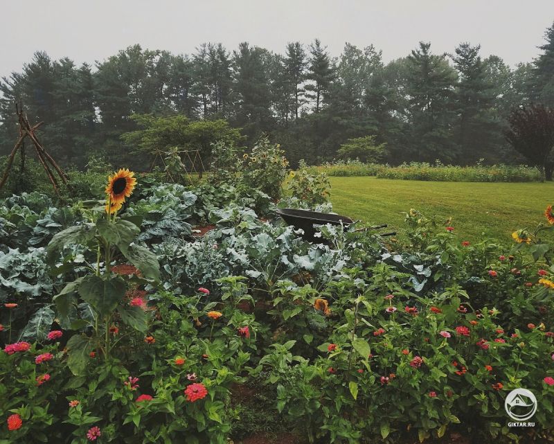 Буйство цветов