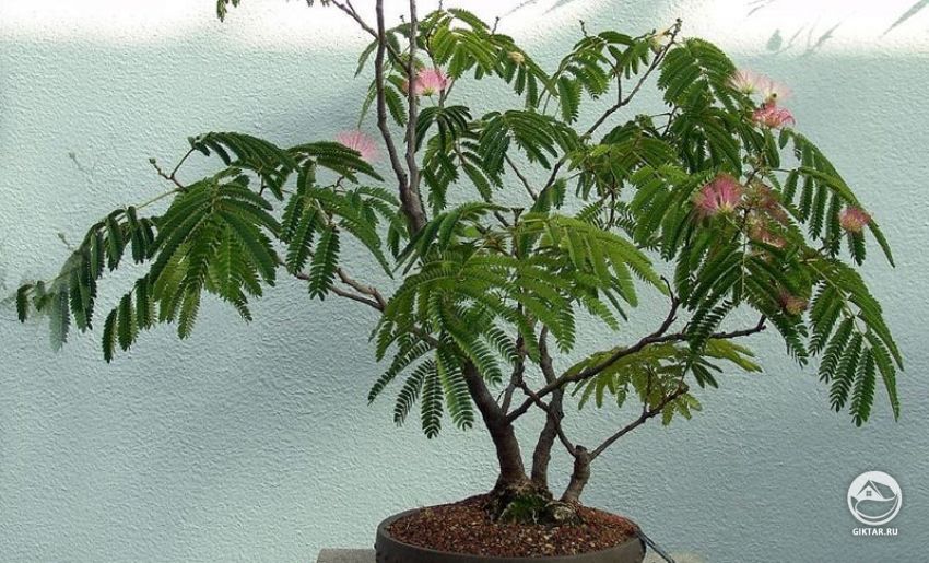 бонсай : Акация стыдливая или Мимоза стыдливая бонсай : Акация стыдливая или Мимоза стыдливая