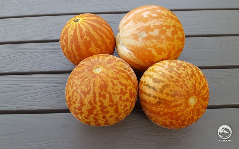 Тигровые Дыни