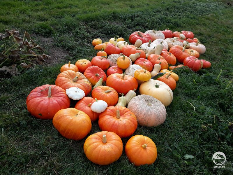 Тыквы этого года