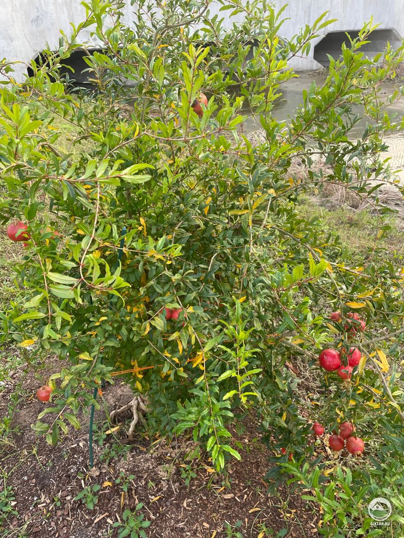 Гранаты созрели на гранатовом дереве