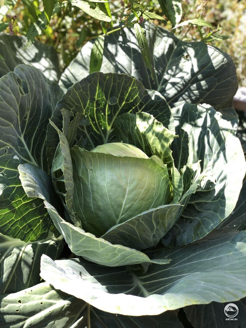 Мой первый раз выращивания капусты. Это потрясающее зрелище!