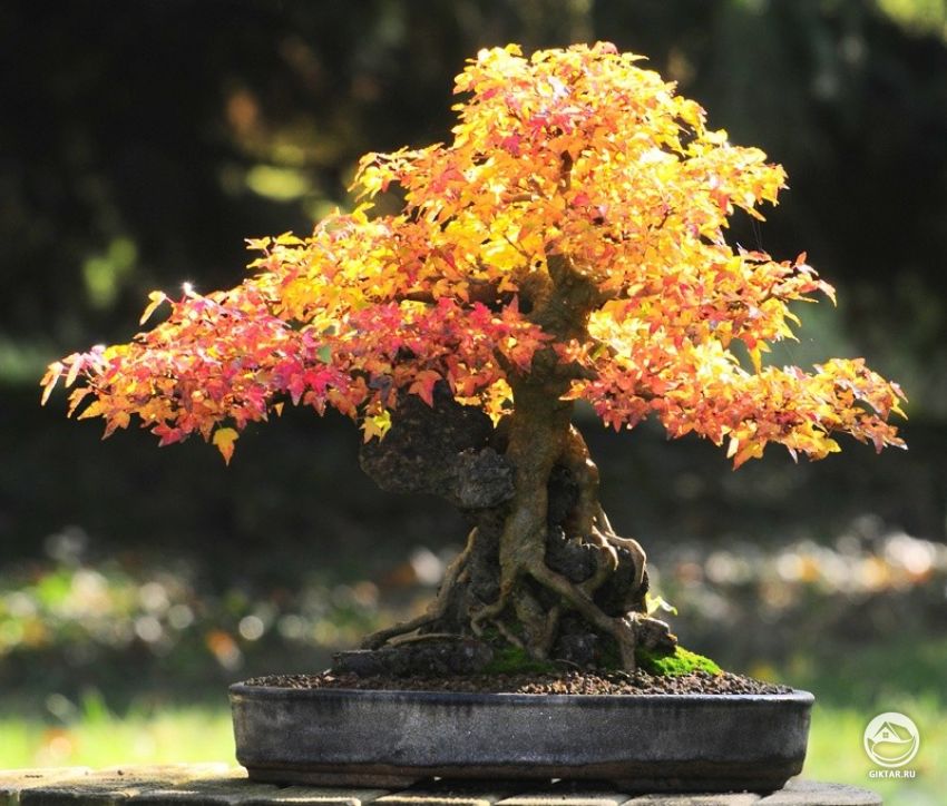Клен бонсай. Клен бонсай.