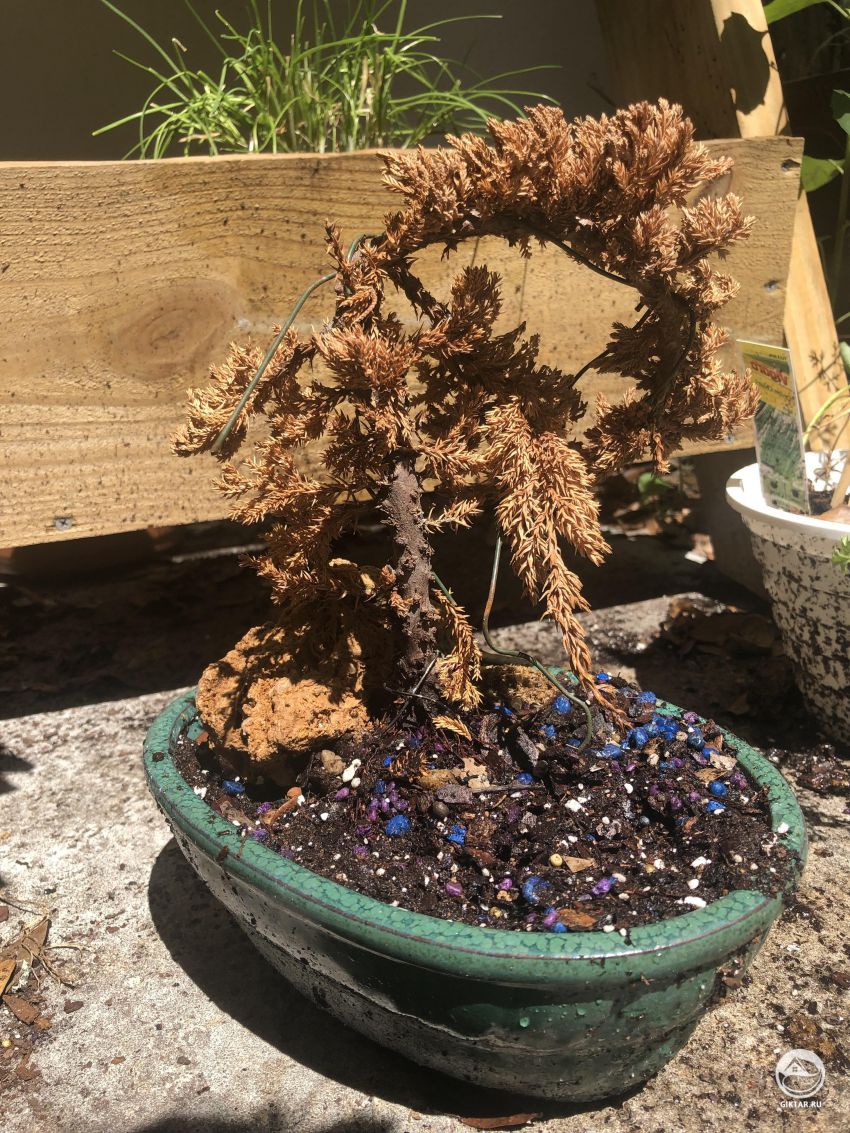 Можно ли спасти этот бонсай ?