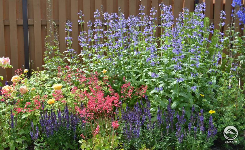 В цветниках котовник красиво сочетается с тысячелистниками, лавандой, шалфеем, геранями и сантолиной