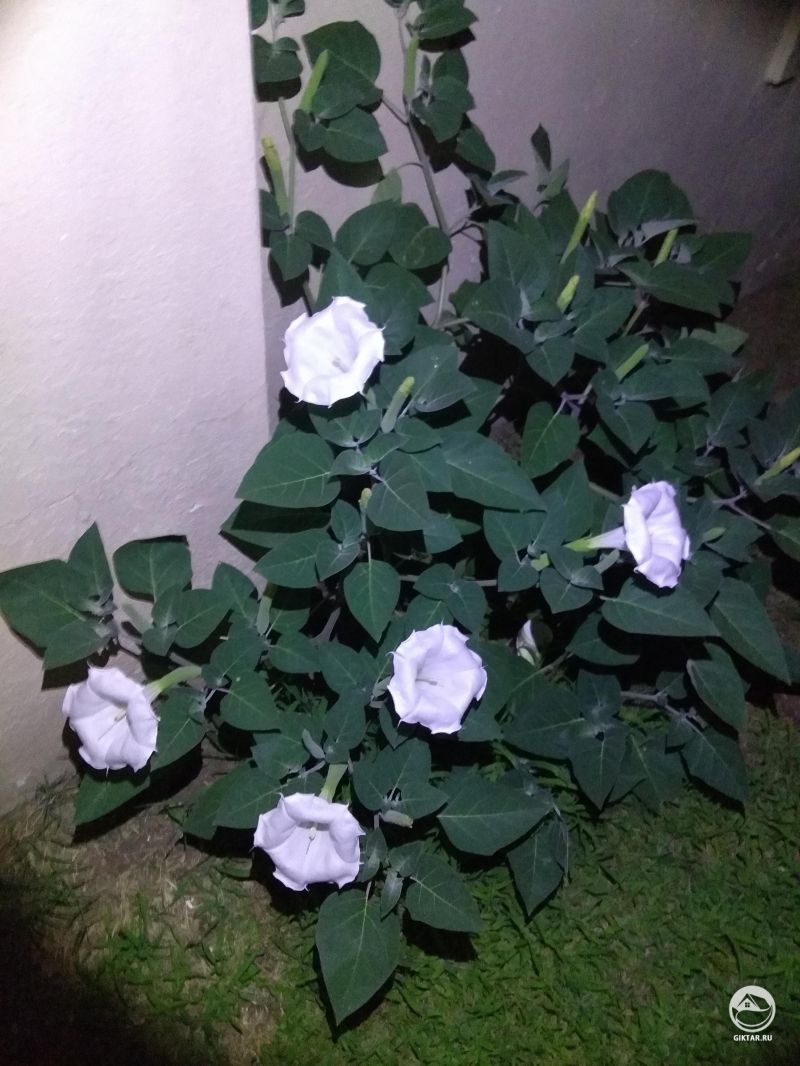 Ипомея альба наконец зацвела!
