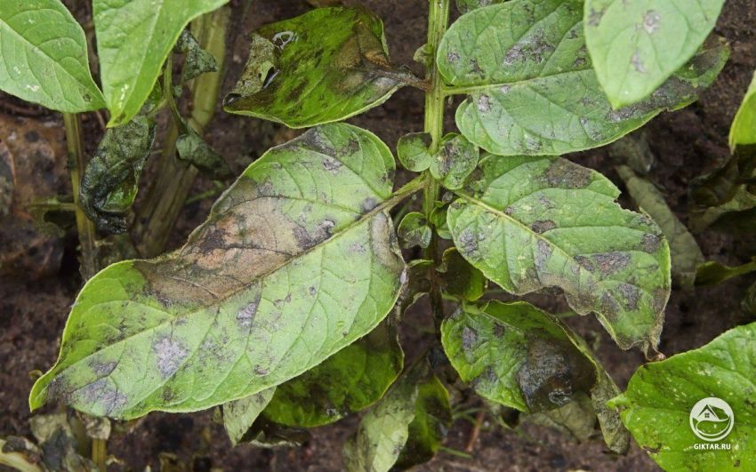 заболевания перца и баклажанов : фитофтороз заболевания перца и баклажанов : фитофтороз