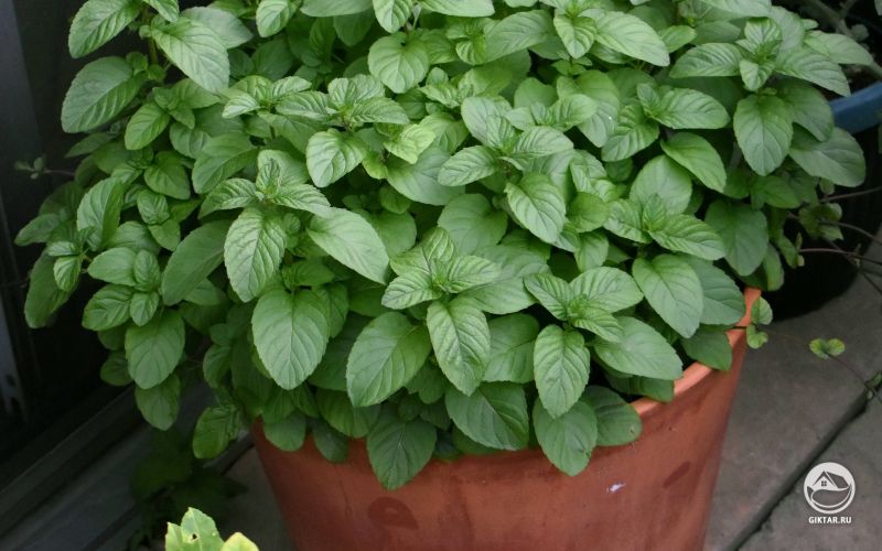 Красивый кустик мяты в горшке.