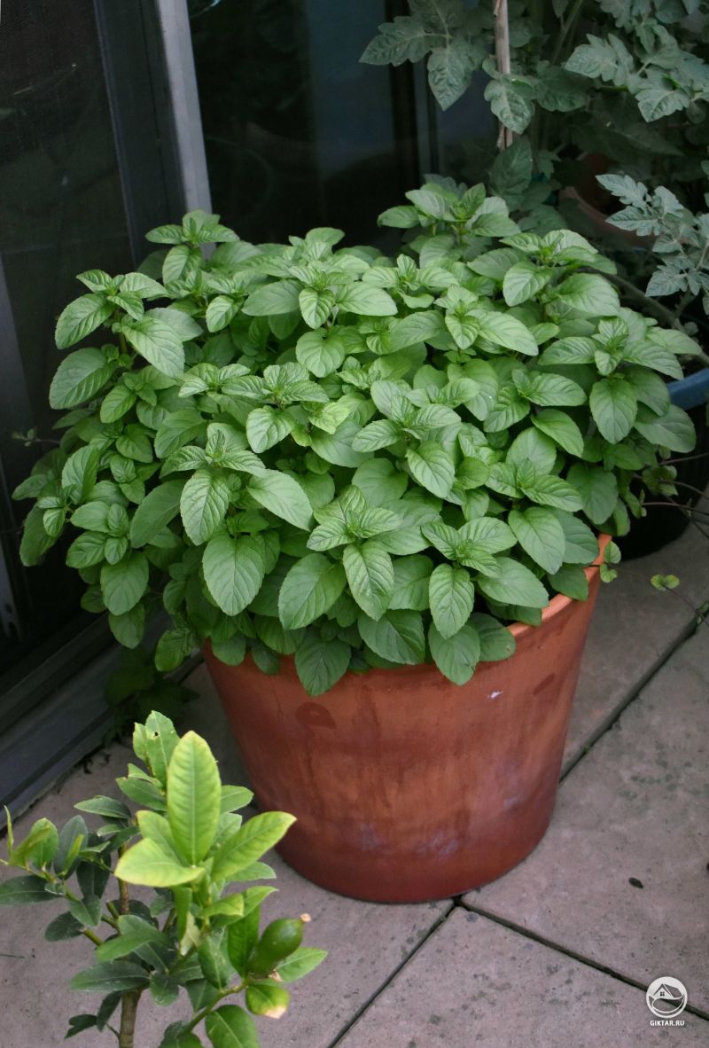 Красивый кустик мяты в горшке.
