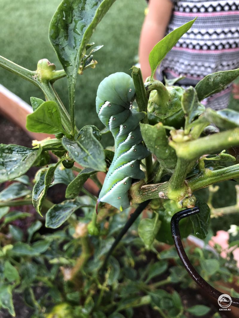 Как же я не видел этого парня до сих пор!!! Как как только мой сладкий перец выжил!