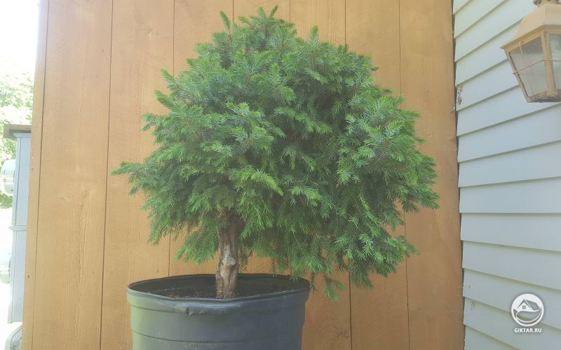 Сербская ель для бонсай