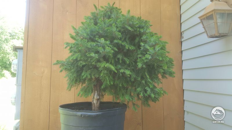 Сербская ель для бонсай