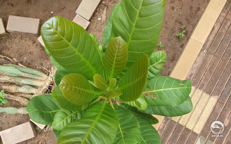 Дерево кешью - анакардиум западный